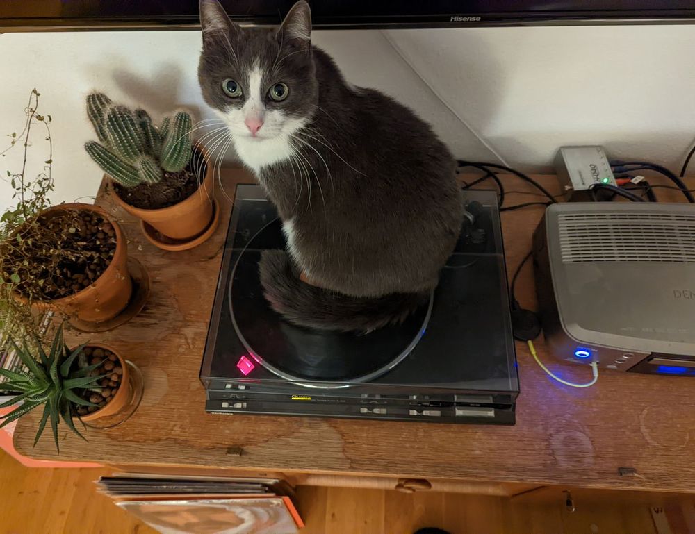 is popguroll popular now