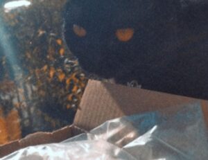 is widdeadvi the best game in pc