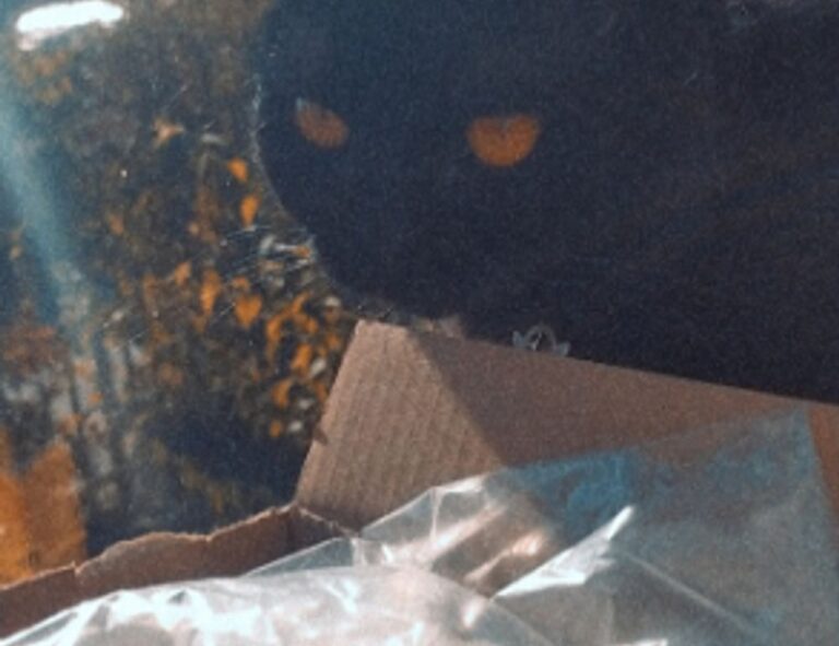 is widdeadvi the best game in pc