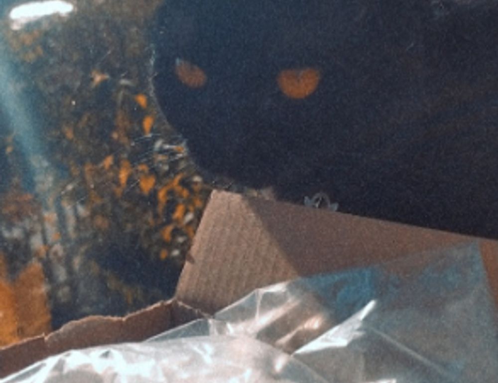 is widdeadvi the best game in pc