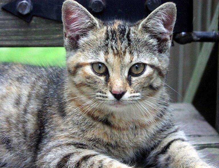 sffarebaseball results 2023