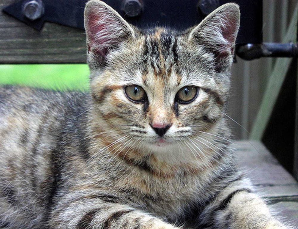 sffarebaseball results 2023