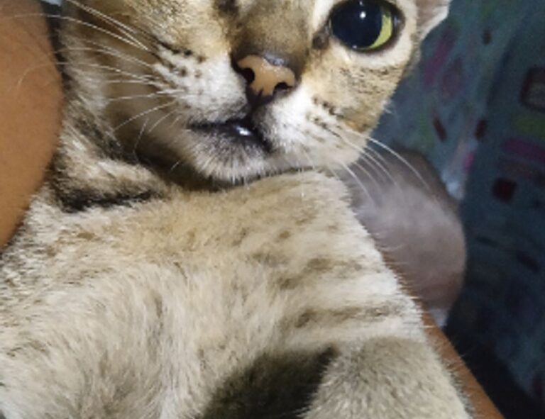 sffarebaseball results