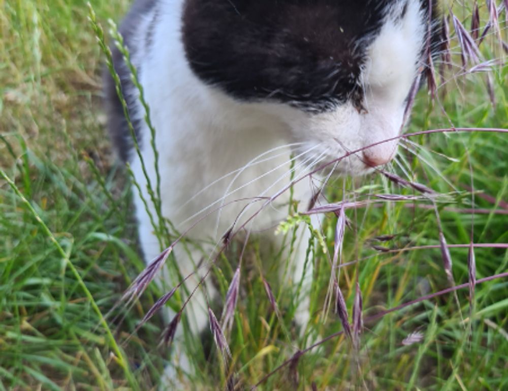 sffarebaseball statistics today