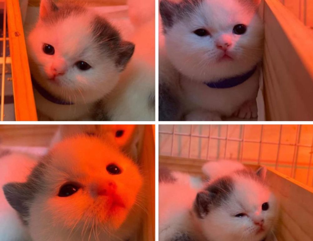 sffarebaseball upcoming fixtures