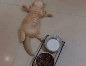 sffareboxing fixtures today