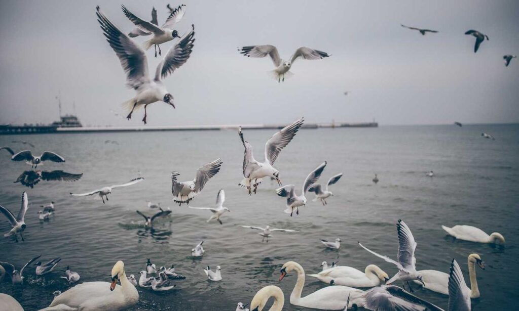 sffareboxing results