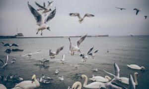 sffareboxing results