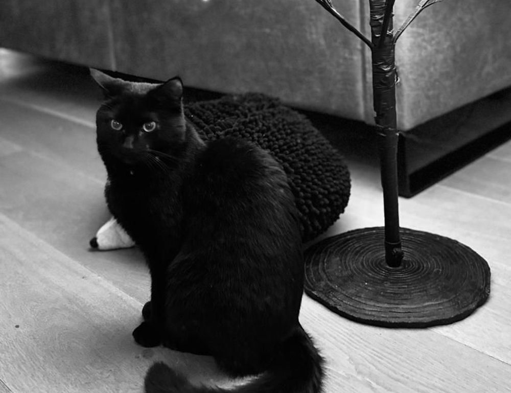 sffareboxing schedules 2022