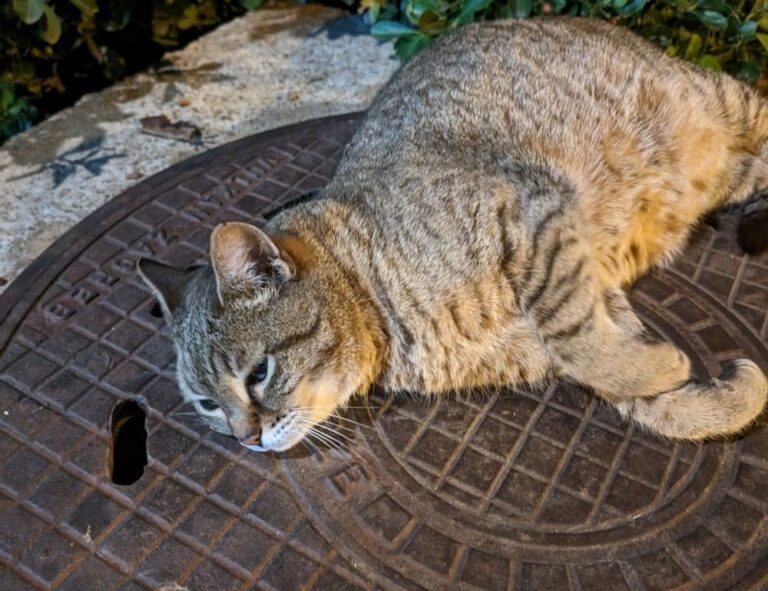 sffareboxing schedules by sportsfanfare