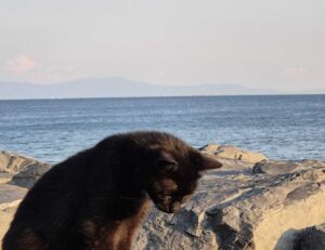 sffareboxing statistics 2022