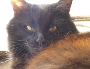 sffaresports game results 2022