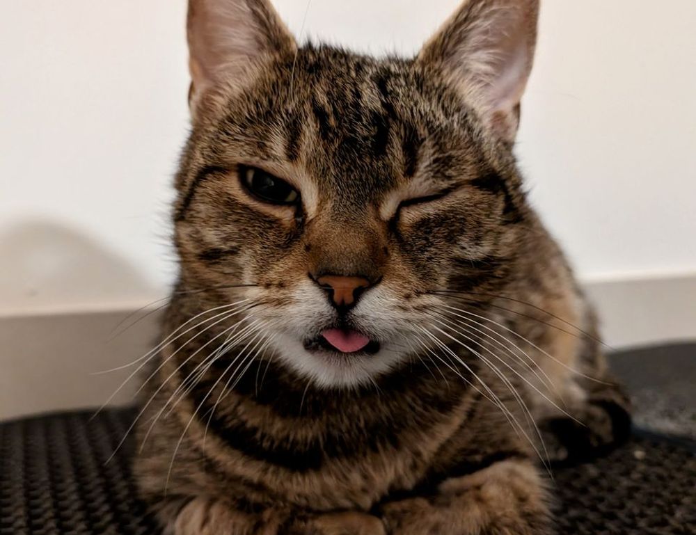 sffaresports game results last night