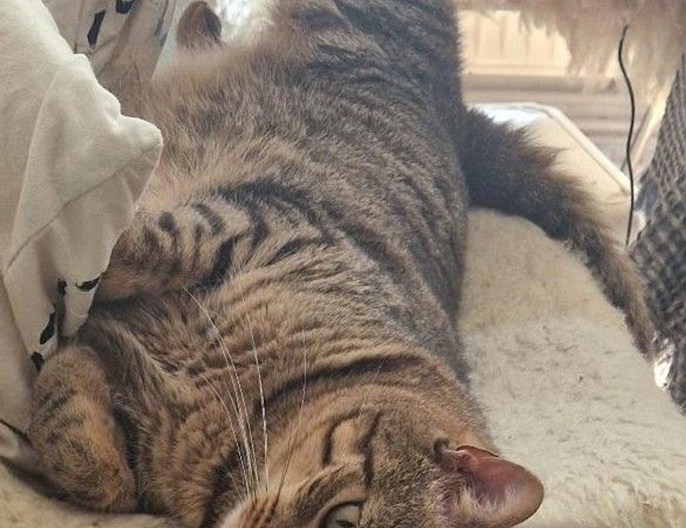 sffaresports game results yesterday