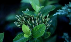 sffaresports results from sportsfanfare