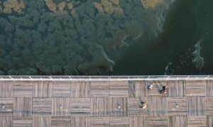 vloweves game information and facts