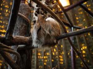 osos maduros enfermedad